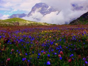 alpine flowers