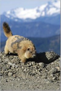 marmot