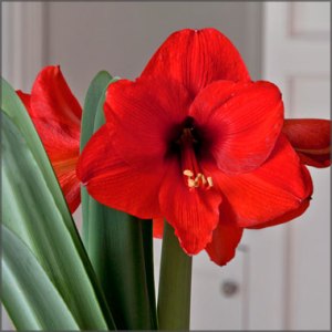 amaryllis_ferrari_red_1