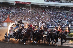 chuckwagon-races-calgary-stampede