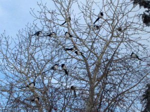 winter magpies