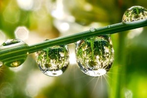 dew drops