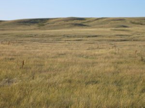 prairie grass
