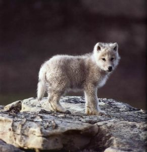 wolf pup