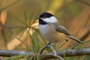chickadee