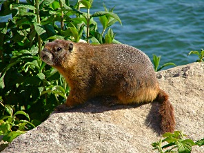 marmot_m_wigg