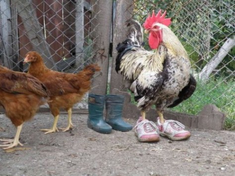 chickenwearingshoes
