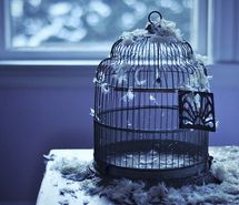birdcage