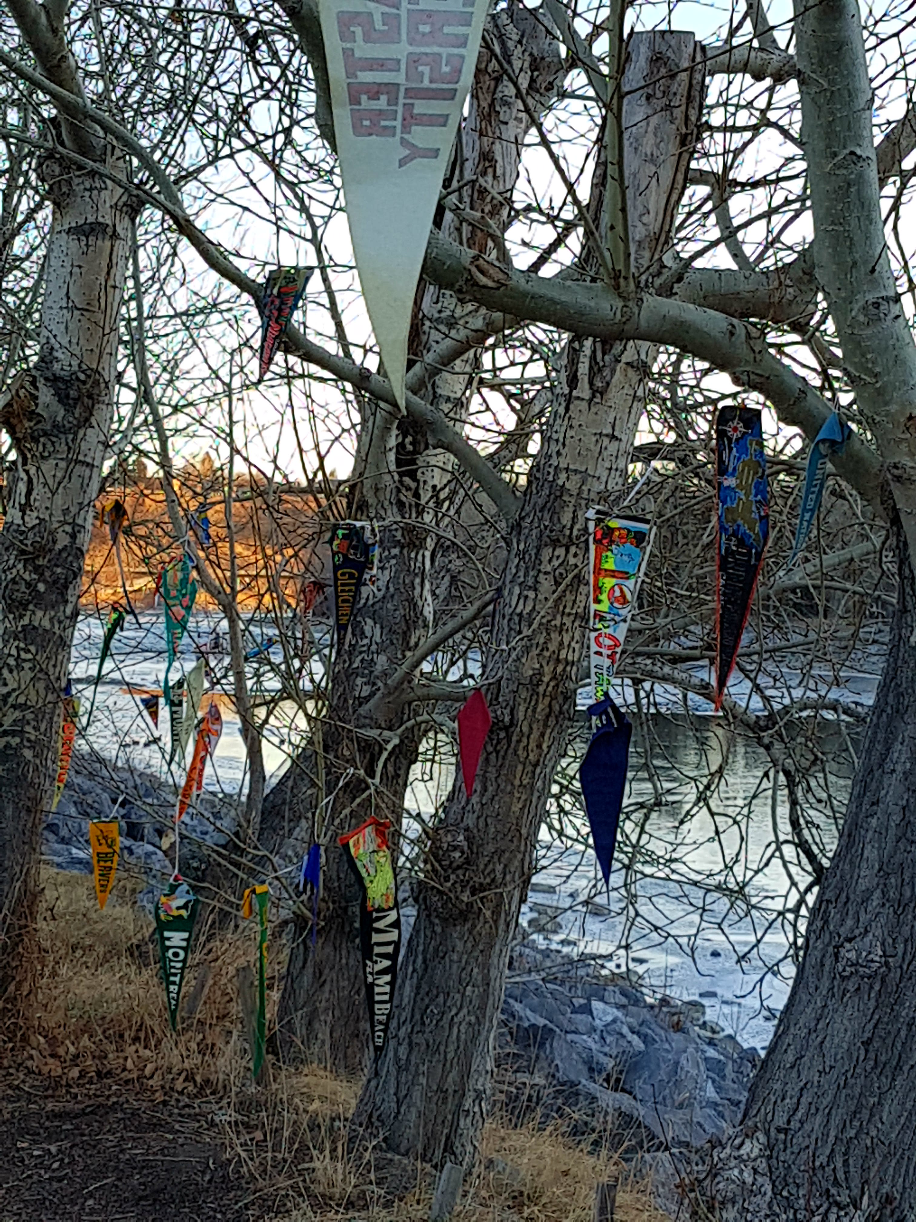 banners on trees
