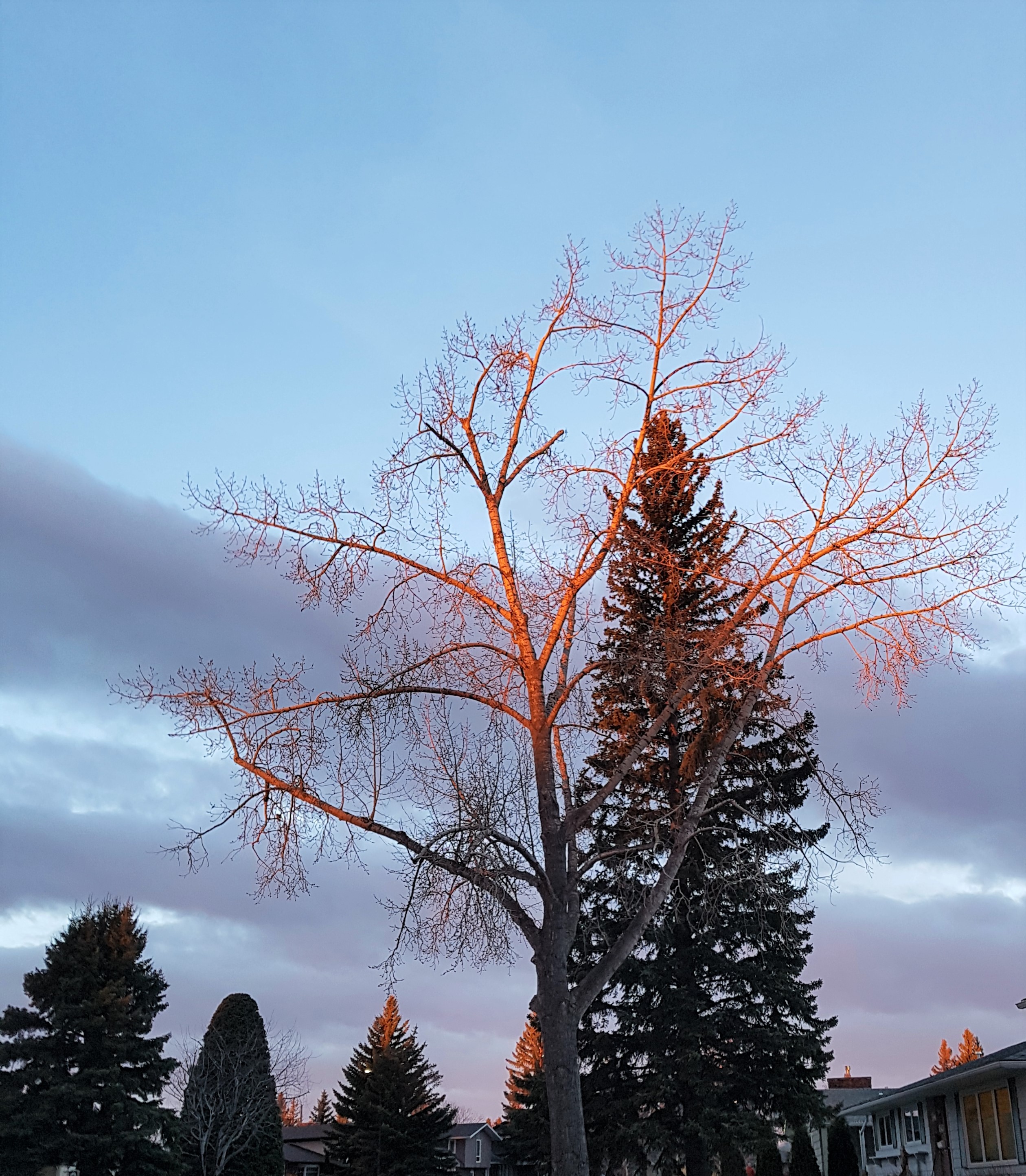 PoplarSunriseUntouched